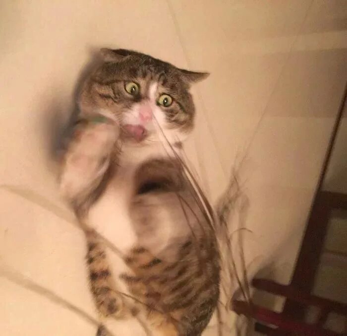 Ай кот. Нефотогеничный кот. самый эмоциональный кот. кот айфей. кот ай фей король драмы.