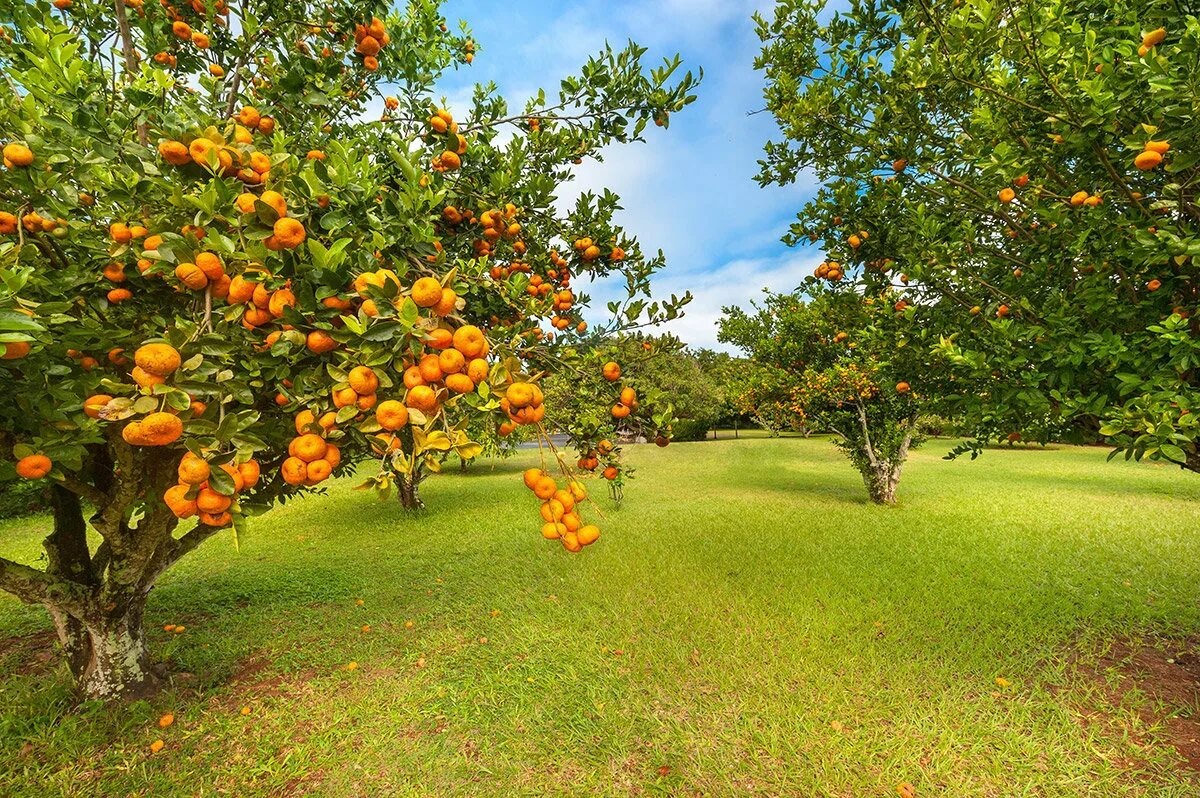 Абрикос Гарден. Плантация абрикосов. Листопадное плодовое дерево. Плодовые деревья сад Марокко. Фруктовый лес