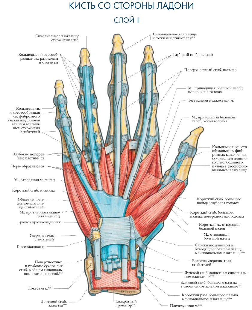 Стороны ладони. Строение лучезапястного сустава связки сухожилия. Сухожилия сгибателей пальцев анатомия. Сухожилия лучезапястного сустава анатомия. Сухожилия сгибателей пальцев кисти анатомия.