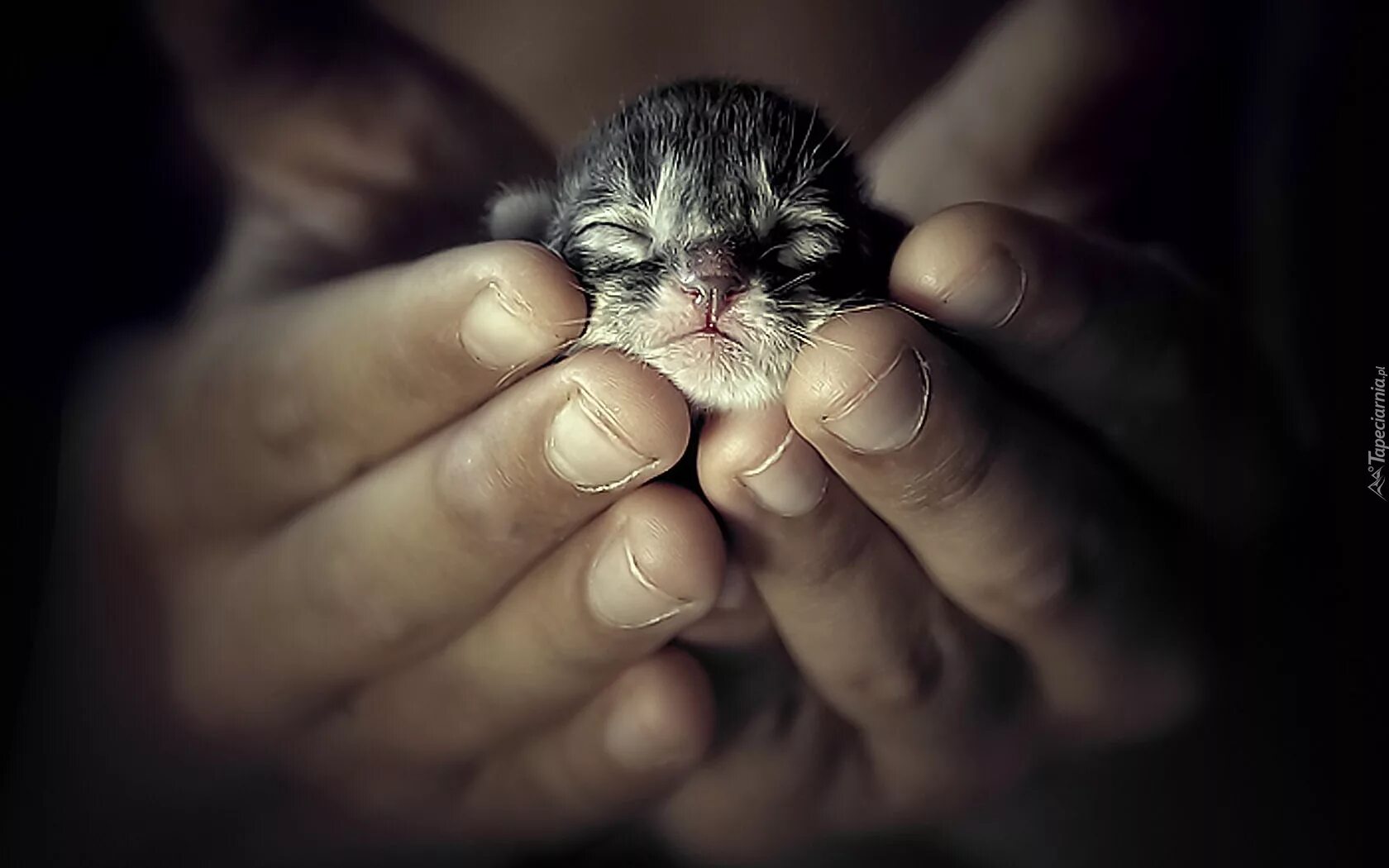 Кот проживает 9 жизней. Котенок на руках. Котик маленький в руках. Котенок на ладошке. Маленький котенок на ладони.