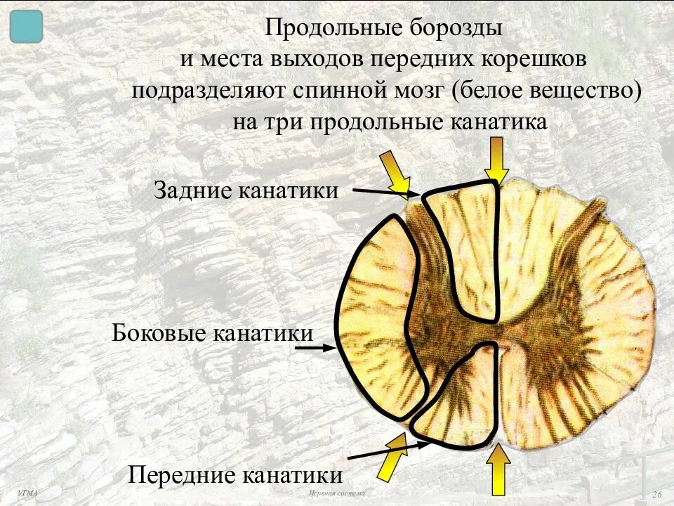 3 Продольных канатика спинного мозга. Передние и задние канатики спинного мозга. Передние боковые задние канатики спинного мозга. Боковой канатик спинного мозга.