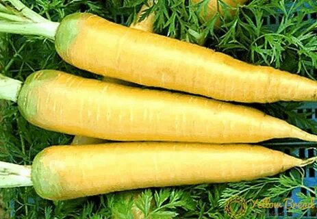 Как называется морковка
