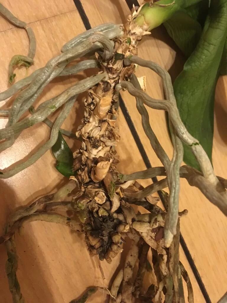 орхидея фаленопсис гнилые корни. подгнившие корни орхидеи. орхидея дендробиум нобиле сгнили корни. сгнили корни что делать. орхидея фаленопсис сгнили корни.
