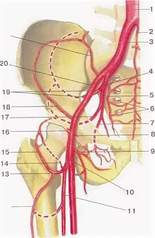 Внутренняя подвздошная артерия анатомия. Коллатеральное кровообращение тазобедренного сустава схема. Ветви внутренней подвздошной артерии. Наружная подвздошная артерия анатомия.