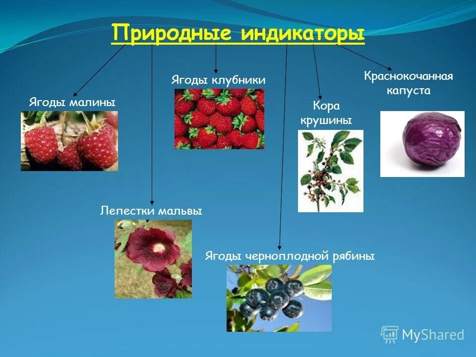 Индикаторы в химии. Природные индикаторы. Растительные индикаторы химия. Индикаторы в быту. Индикаторы в быту химия.