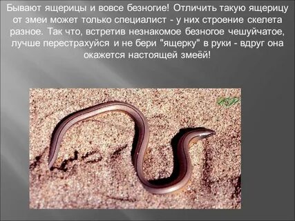 Есть ли у безногой ящерицы ушные отверстия