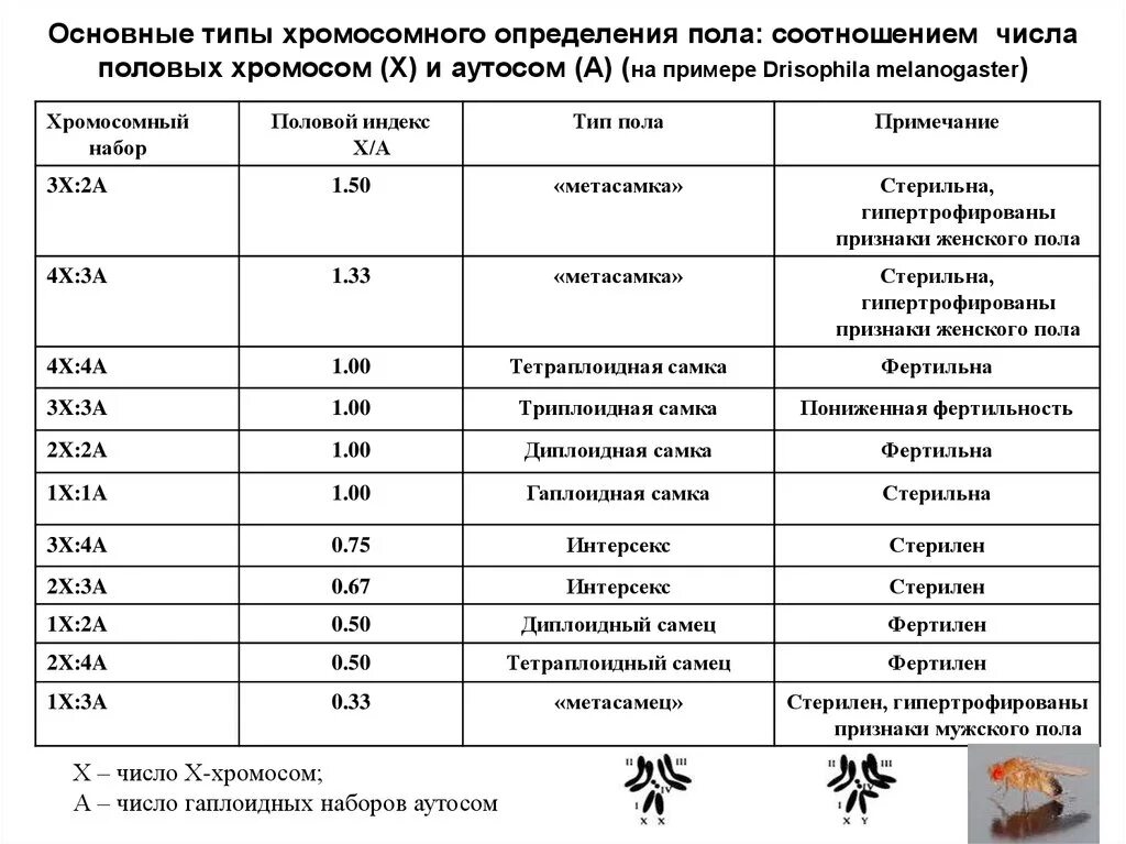 Сколько аутосом содержится у человека. Хромосомный Тип определения полы. Половые типы дрозофил согласно балансовой теории определения пола. Типы хромосомного определения. Типы хромосомного определения пола.