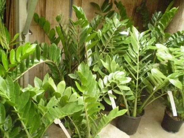 Замиокулькас в природе. Замиокулькас в природе. Замиокулькас замиелистный (zamioculcas zamiifolia). Замиокулькас замия. Замиокулькас дикий.