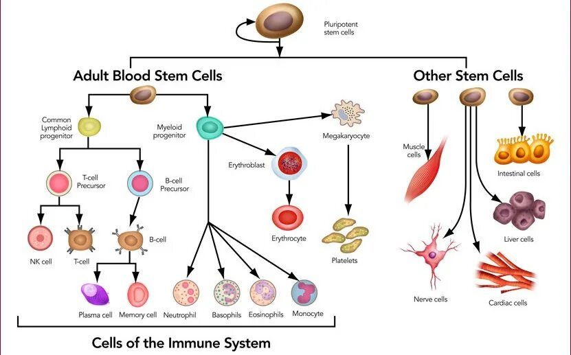 J stem cell