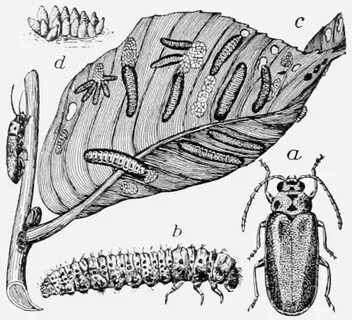 Личинки рисунок