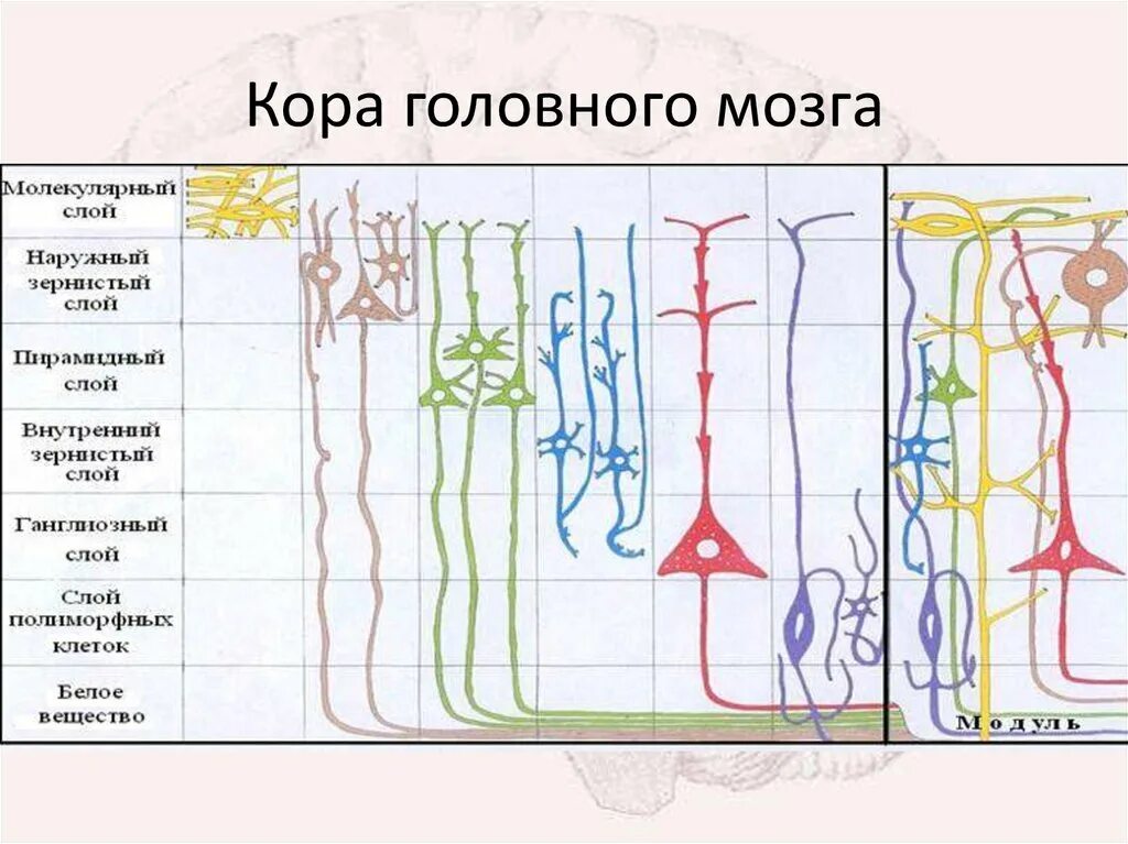 Возникновение коры головного мозга. Слои коры головного мозга схема. Цитоархитектоника коры больших полушарий головного мозга.