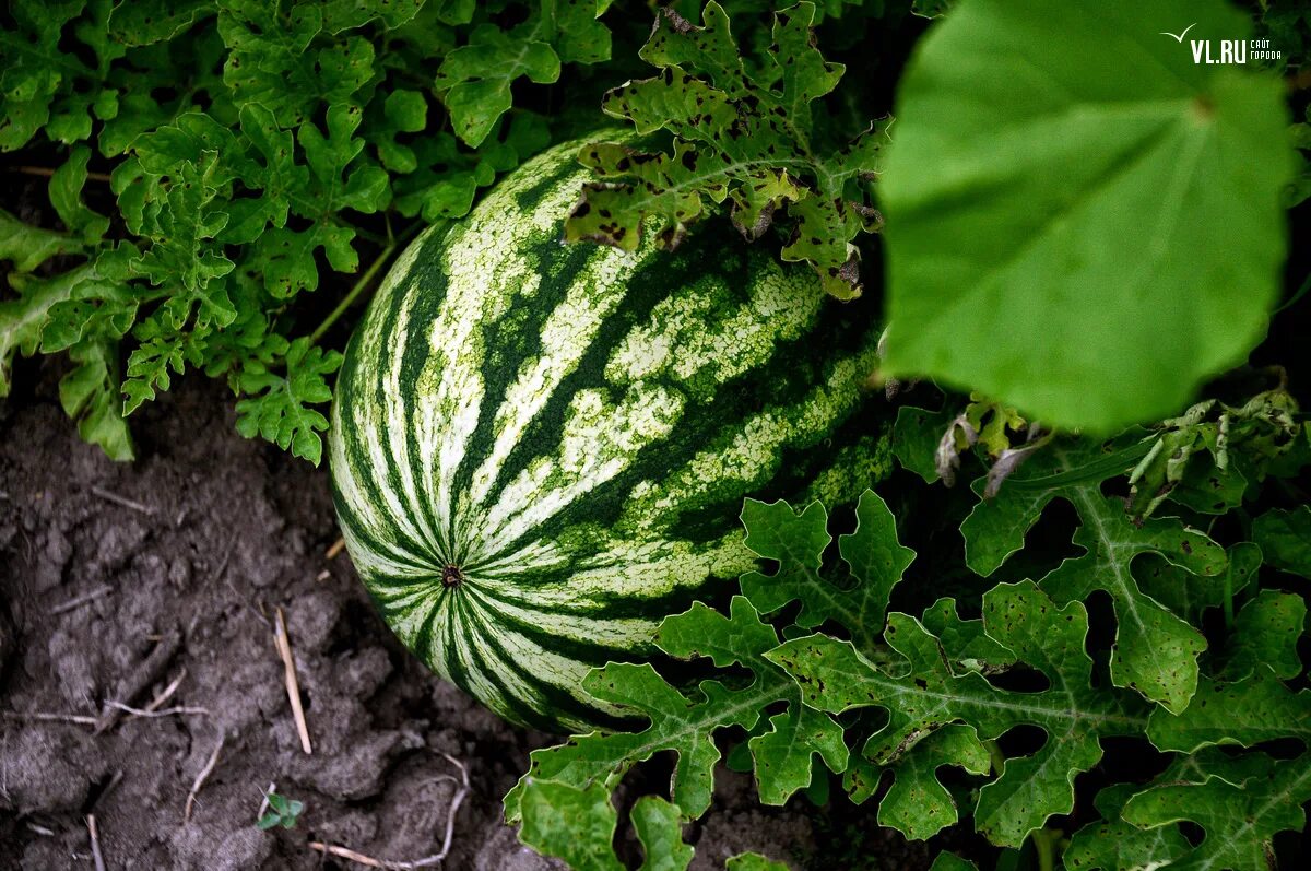 дыня на урале выращивать. теплица для арбузов. выращивание арбузов в крыму в открытом грунте. арбузы на рассаду на урале. рассада арбуза.