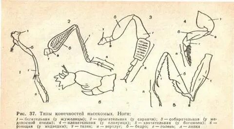 Конечности пчелы и кузнечика