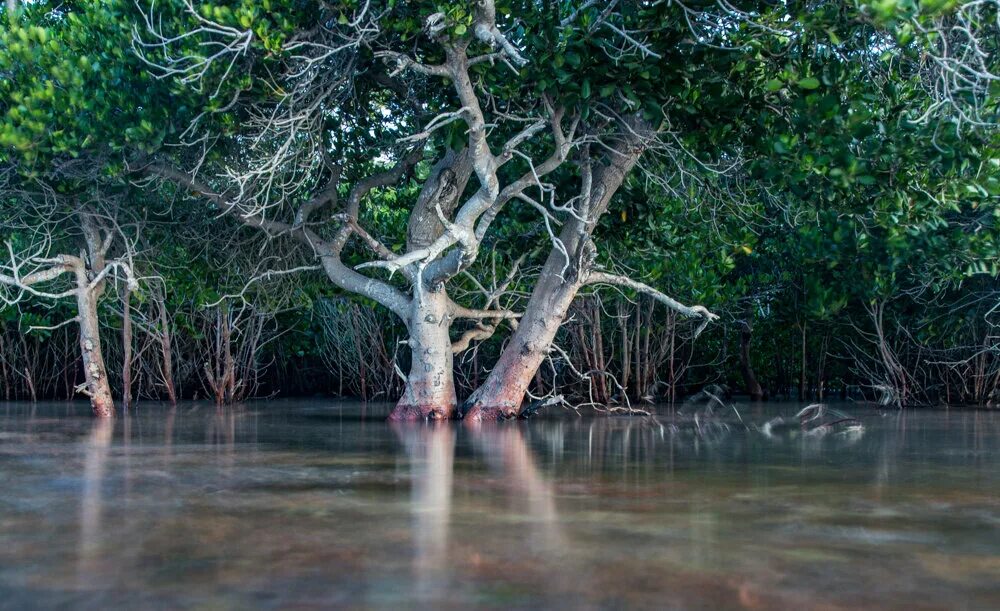 Где найти мангровое дерево. Мангровые леса австралии. мангровые заросли австралии. мангровые леса филиппины. мангровое болото.