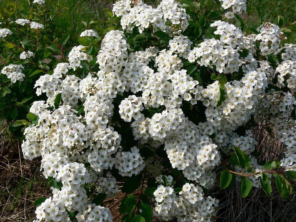 Спирея ниппонская фото. Спирея ниппонская Snowmound. Спирея ниппонская Spiraea nipponica Snowmound. Спирея ниппонская Халвард Сильвер (s. Halward’s Silver). Спирея ниппонская Уайт карпет.