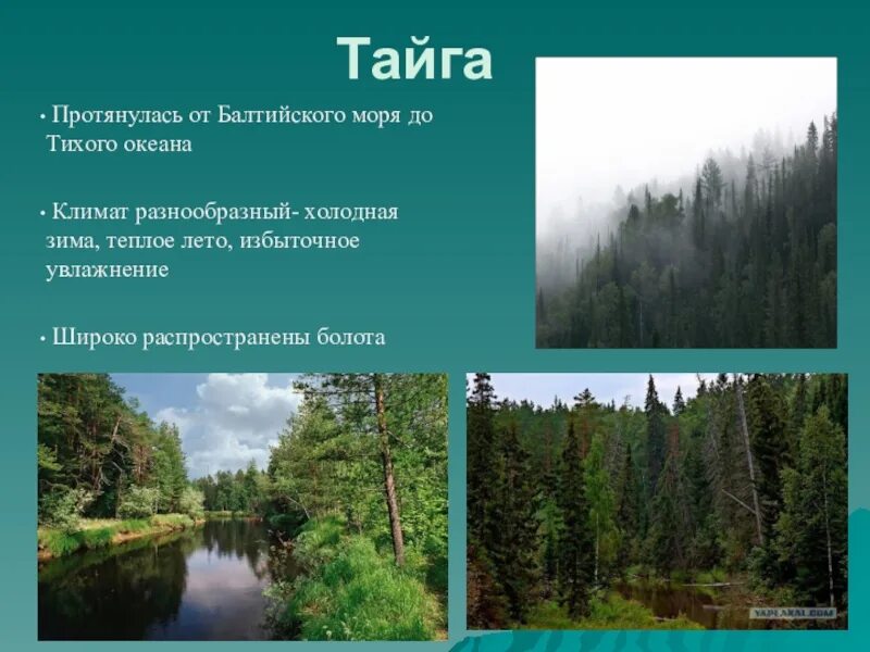 Какая характеристика в тайге. Природные зоны России Тайга климат. Климат Таёжной зоны в России. Тайга природная зона климат. Тайга презентация.