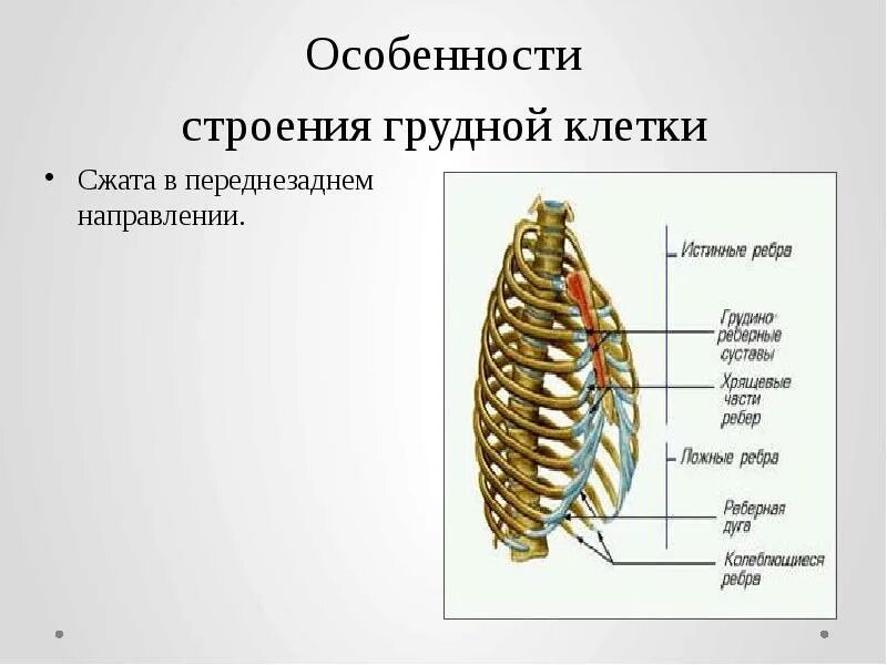 Какое строение грудной клетки. Строение грудной клетки спереди. Скелет грудной клетки спереди. Скелет грудной клетки человека вид спереди. Грудная клетка вид сбоку анатомия.