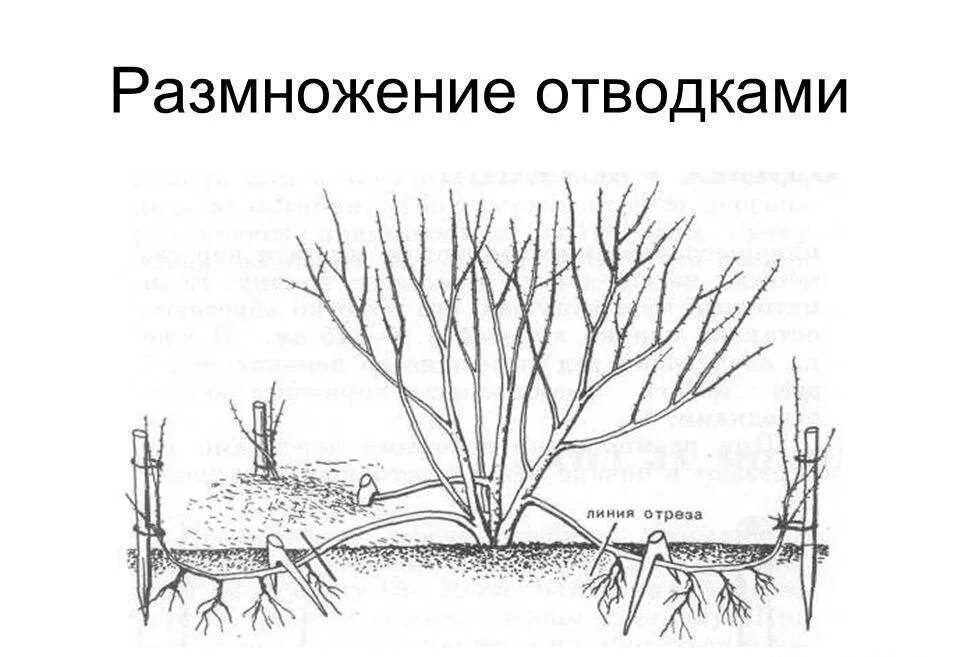 Как размножить иргу. Размножить дерен пестролистный черенками. размножение жимолости отводками летом. ирга размножение отводками. размножение отводками смородины схема.