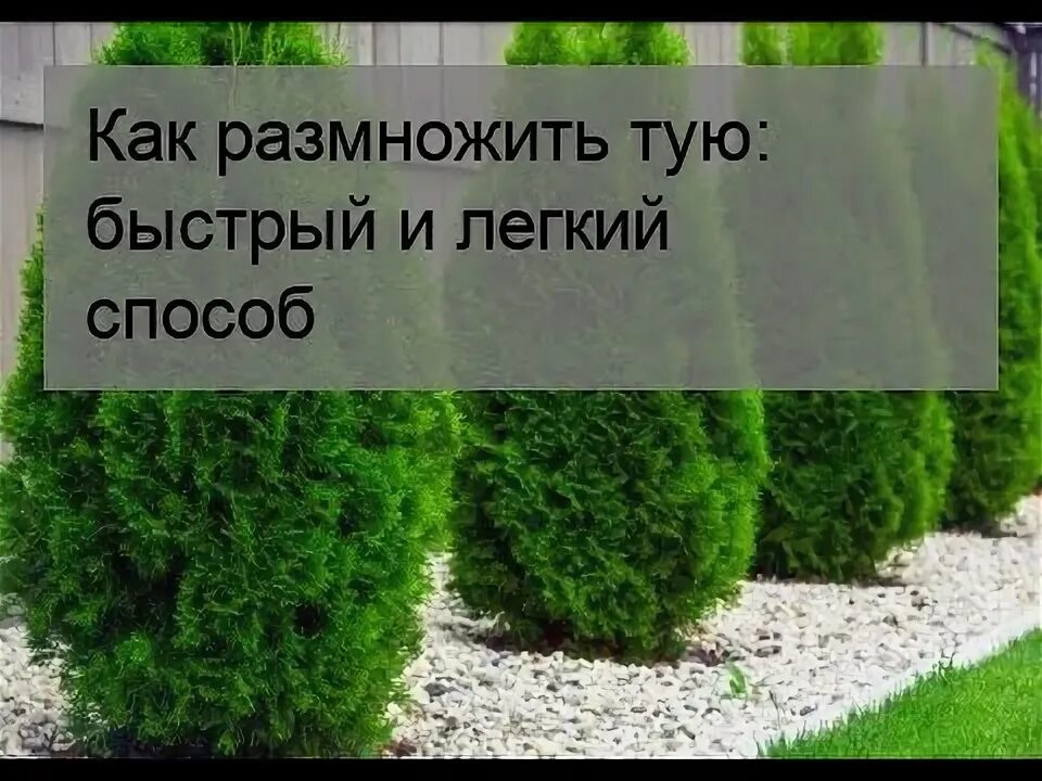Как размножить самшит быстрый и легкий способ. Самшит размножение черенками. как размножить тую быстрый и легкий. как размножить самшит быстрый и легкий способ весной.