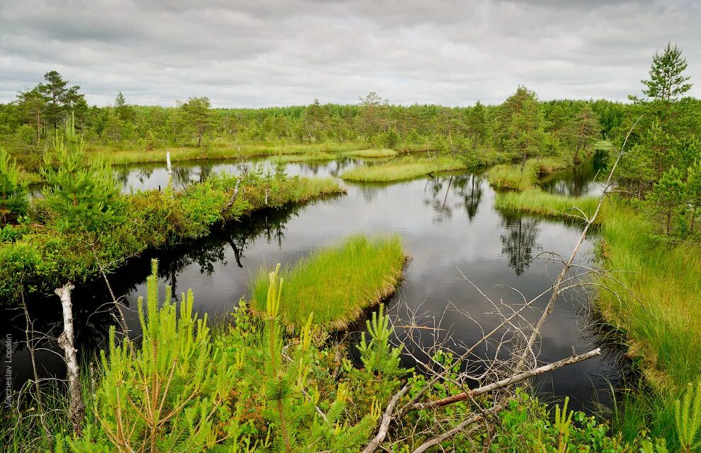 болото озерное ленинградской области. никандровское болото. низинные болота в тайге. сюрьевское болото ленинградская область. осоковые низинные болота.
