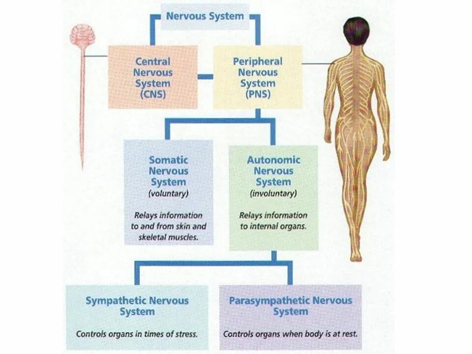 Тест нервная система органы чувств. Нервная система женщины. Нервная система организатора мероприятий. Нервная система организатора до и после мероприятий картинки. Нервная система организатора до и после мероприятий.