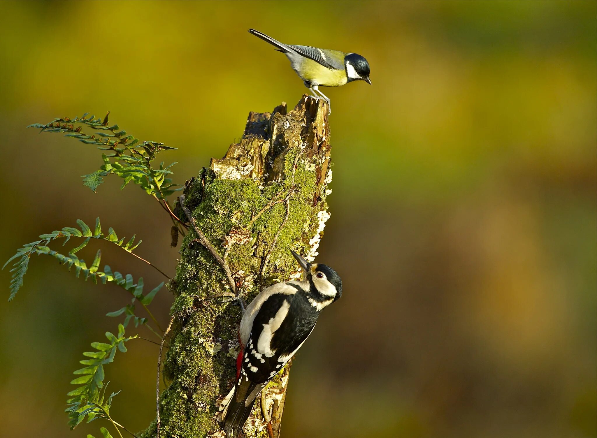 There birds are the tree