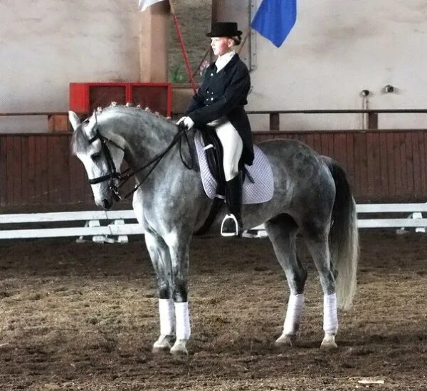 Интернет кск. Валенсия конно-спортивный клуб. Кск winner мурино. Кск ивановское территория. Конно-спортивный комплекс.