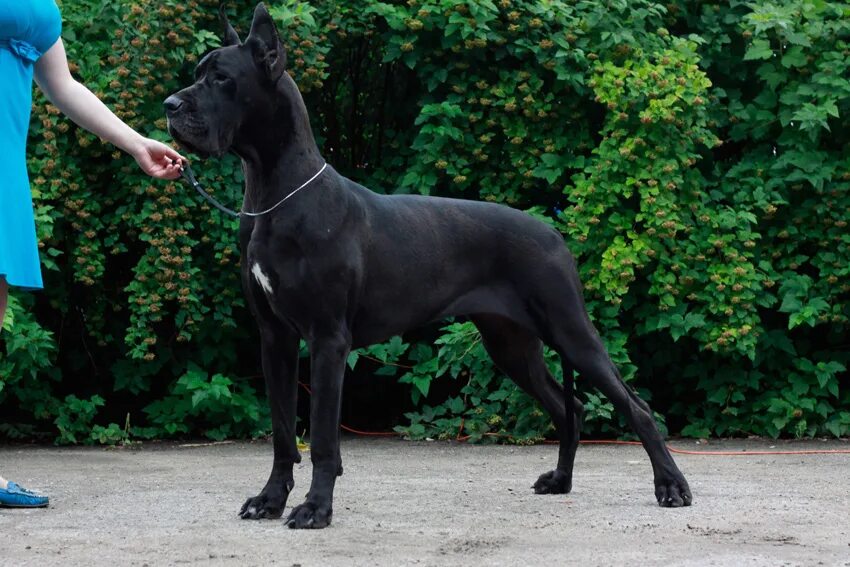 королевский дог купированный. ульмский дог. дог королевский некупированный. королевский немецкий дог. ирландский королевский дог.