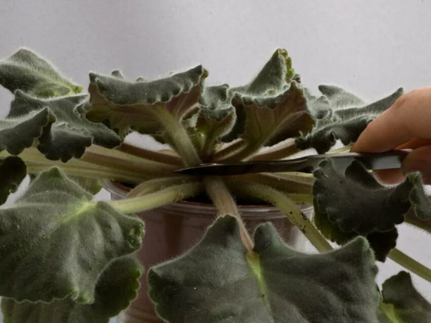 Каланхоэ блоссфельда красный. Детки фиалок. Старая фиалка омоложение. Фиалка узамбарская черенок. Как обрезать фиалку.