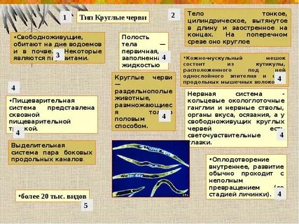 Характеристика круглых червей