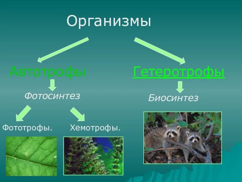 Автотрофные эукариоты