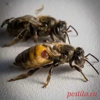 Паралич пчел