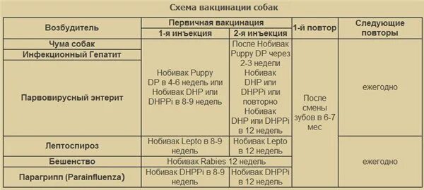 Прививка собаке после глистогонки через сколько. Вакцинация щенков немецкой овчарки таблица. Календарь прививок для собак. Прививки немецкой овчарки до года по месяцам таблица. Календарь прививок для щенков немецкой овчарки.