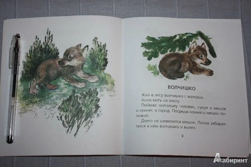 Чарушин волчишко картинки. Волчишко ушинский. Чарушин волчишко книга. Чарушин волчишко книга. Чарушин волчишко иллюстрации.
