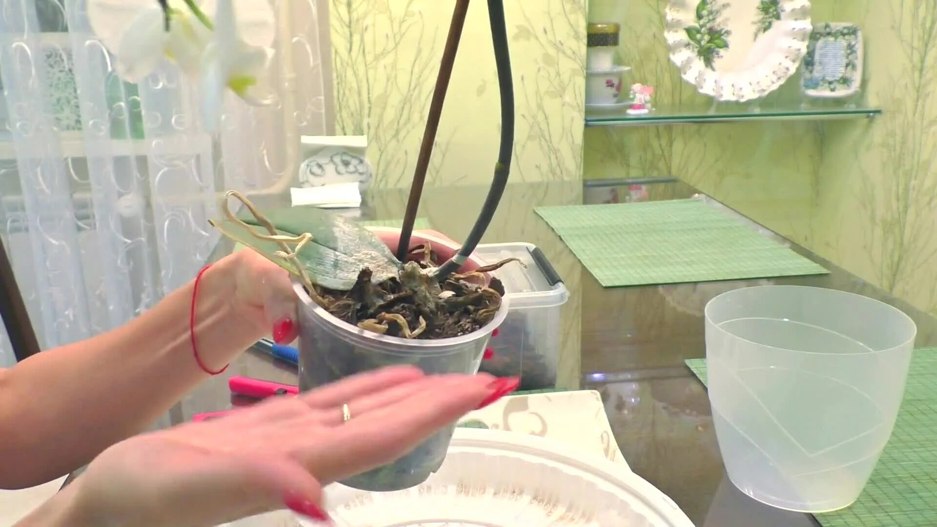 канал уютные орхидеи и не только