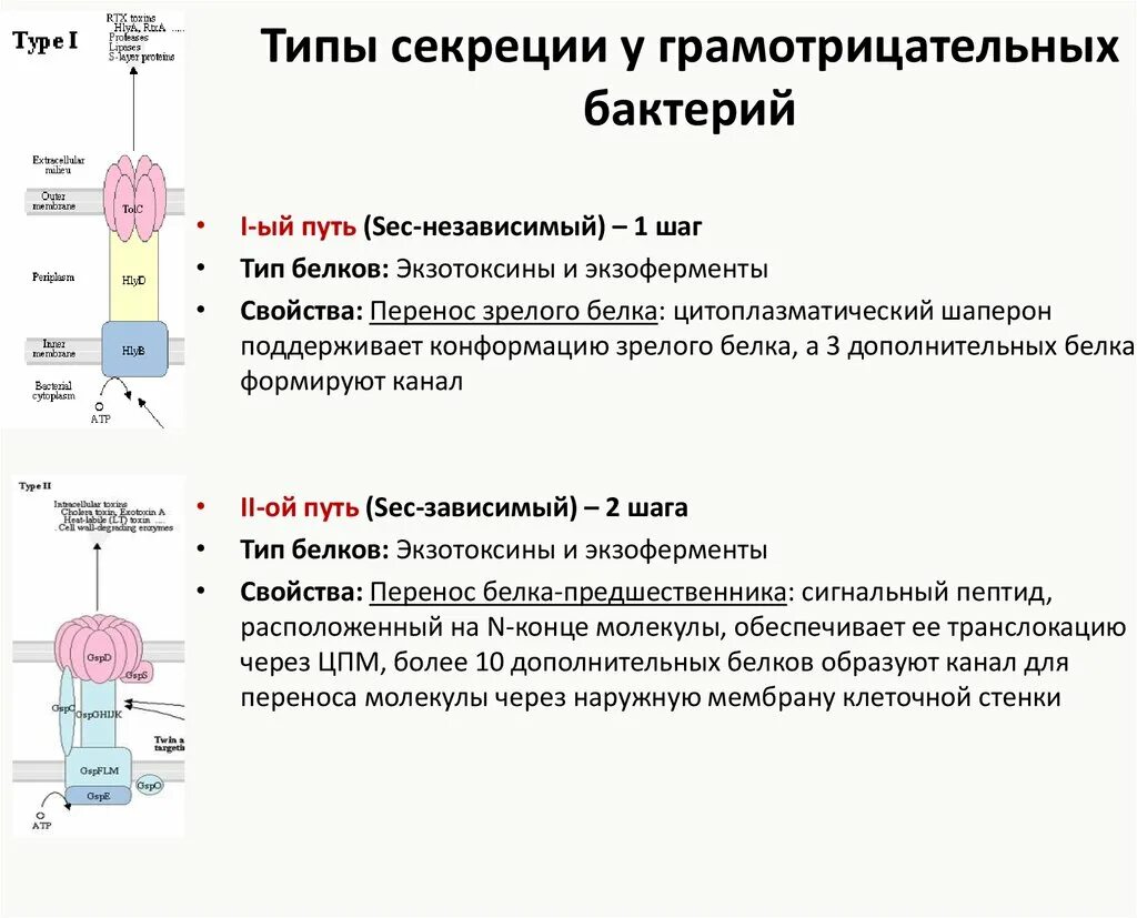Sec система секреции. Система секреции 5 типа. 5 типов секреции бактерий. секреция продуктов жизнедеятельности бактериальной клетки. секреция 1 типа.