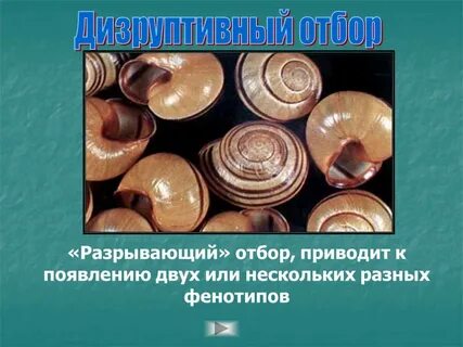 Разрывающий отбор