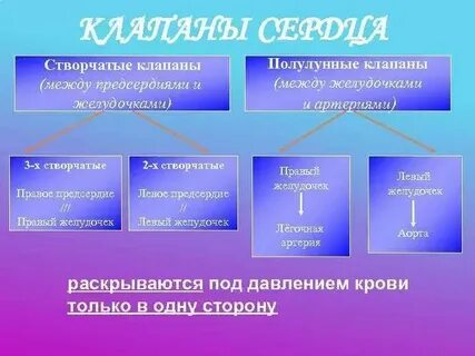 Полулунные клапаны закрыты створчатые клапаны закрыты