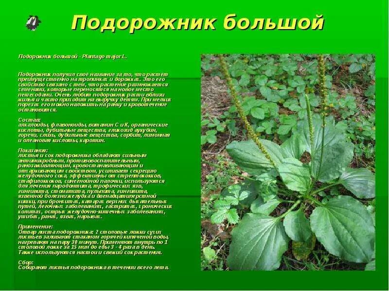 Послушайте текст почему подорожник получил такое название. Лечебное растение подорожник. подорожник большой. полезное растение подорожник. подорожник описание.