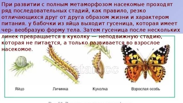 При развитии с полным метаморфозом. Непрямое развитие с неполным метаморфозом. Стадии развития с полным метаморфозом. Организмы с полным метаморфозом стадии. Капустная белянка неполное превращение