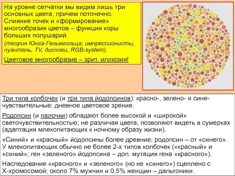 Пигмент йодопсин. Родопсин и йодопсин. Йодопсин в колбочках. Родопсин и йодопсин в палочках и колбочках. Родопсин и йодопсин функции.