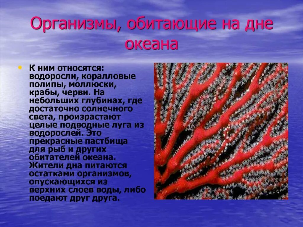 Океан составить предложение. Организмы мирового океана. организмы обитающие на дне. организмы обитающие в мировом океане. растения мирового океана.