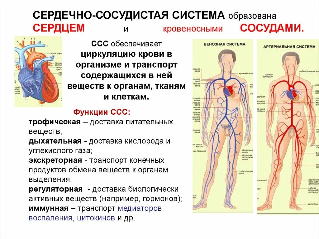 В какую систему органов входит сердце. Строение сердечной системы человека. Кровеносная система человека анатомия функции. Кровеносная система сердце строение и функции. Строение сердечно сосудистой системы анатомия.
