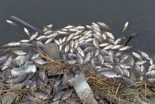 Погибло много рыбы. Мясоедово Белгородская область пруд рыбалка. Прицепляш из пуда картинка. Телефон рыбалки Подымовка Белгородской области.
