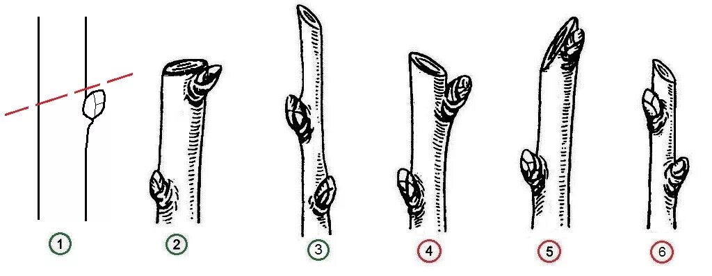 Срез на кольцо. Обрезка ветки на почку. Обрезка на внешнюю почку. Срез почки. Правильный срез на почку.
