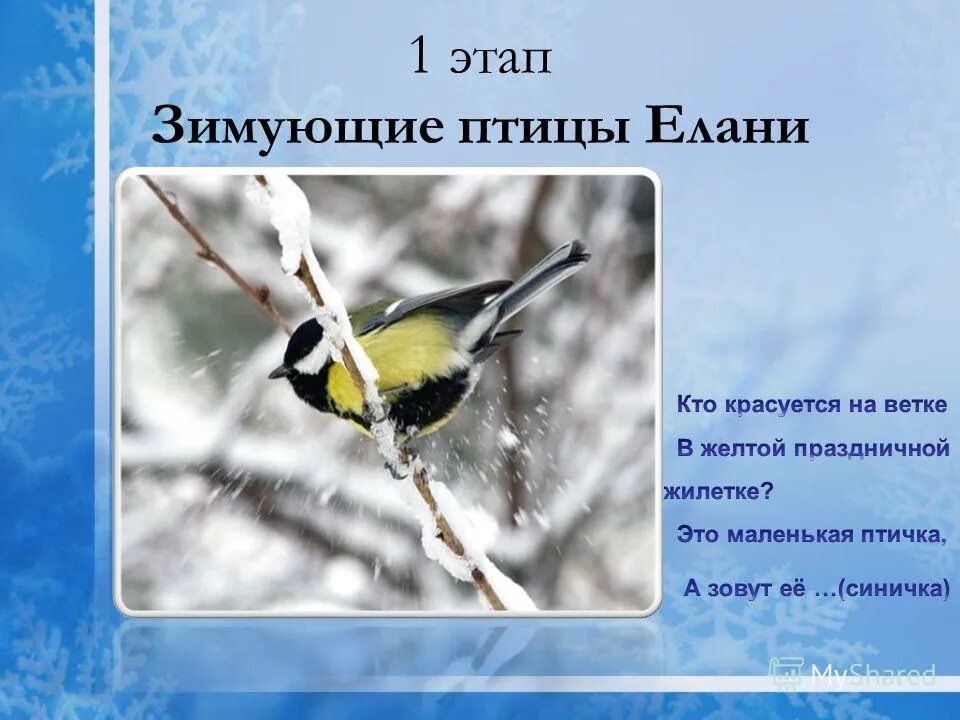 Птичья столовая в детском саду. Проект зимующие птицы. Проект зимующие птицы. Проект город птиц. Проект птичья столовая в начальной школе.