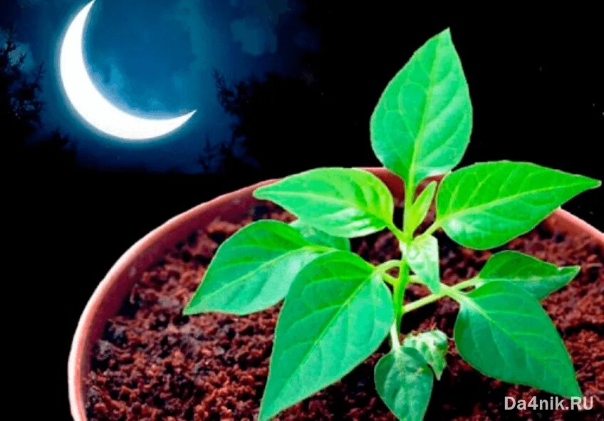 Луна и рассада. Луна и растения. Влияние Луны на растения. Влияние Луны на рост растений. Луна для комнатных растений