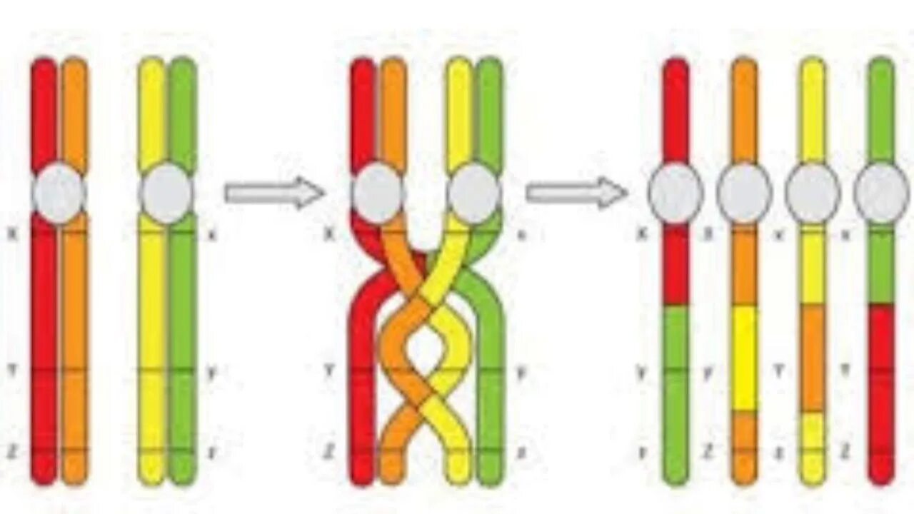 Изменение сочетания генов в хромосомах. Митозный кроссинговер. Конъюгация гомологичных хромосом схема. Схема кроссинговера. Конъюгация и кроссинговер.