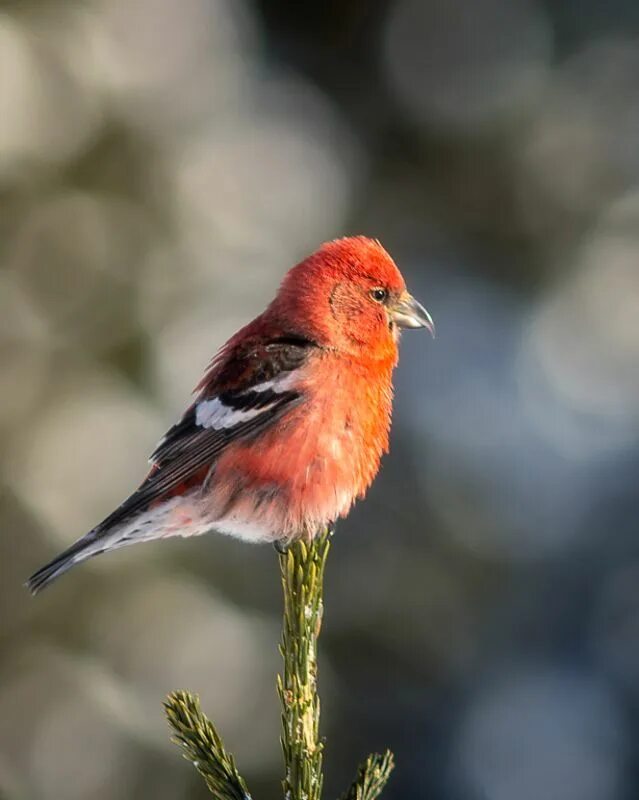 Клёст-еловик. Как выглядит клест птица. Клест еловик и сосновик. Клёст-сосновик. Обыкновенный клест.