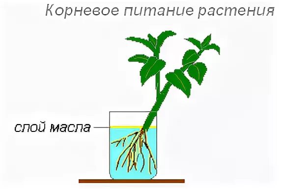 Корневое питание растений. Всасывание воды корнем растений схема. Водные корни рисунок. Придаточные корни растения в стакане с водой. Организована корень